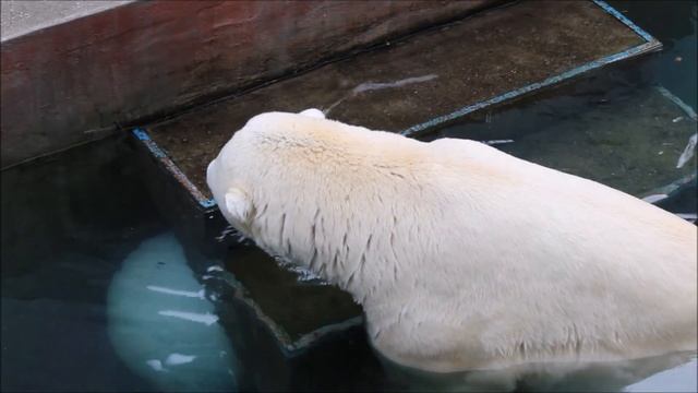 Кай запрятал шар под ступеньки и отдыхает после игры 11.09.2025 смотреть онлайн