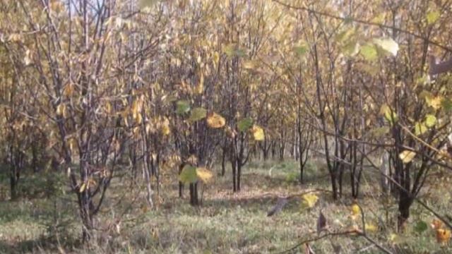 Осень,осень запоздалая - автор Татьяна Татиана исполняет Светлана Полыгалова смотреть онлайн