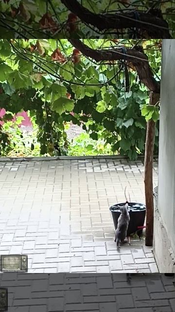 Водяной котенок смотреть онлайн