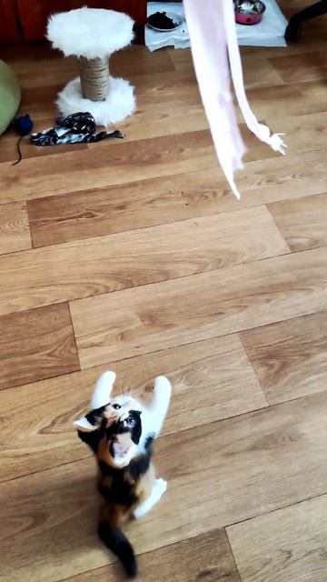 кися #котенок #котёнок #кися смотреть онлайн