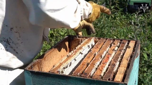 СРЕДНЕРУССКАЯ ПЧЕЛА. Какая она и стоит ли заводить новичку пчеловоду. Рубрика: Какую пчелу выбрать?