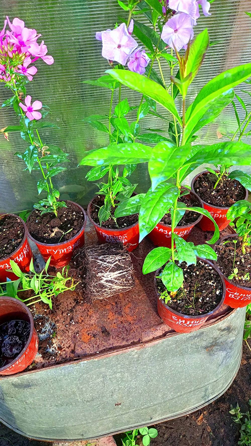 САЖЕНЦЫ ФЛОКСА В СЕНТЯБРЕ