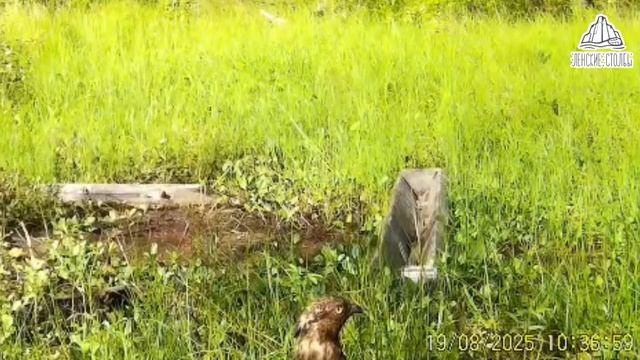 Птенец редкой краснокнижной птицы попал в объектив фотоловушки национального парка «Ленские столбы»