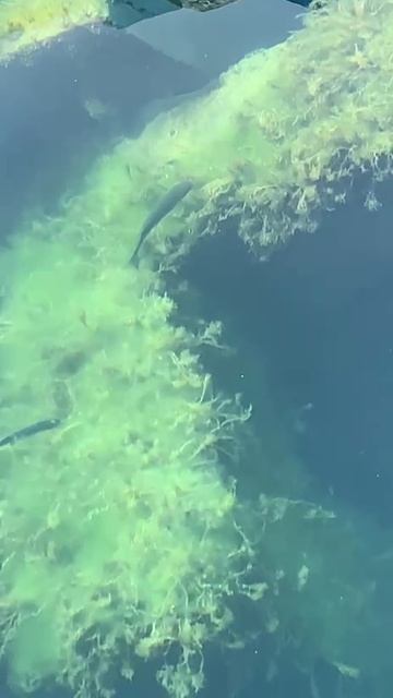 Достойная кефаль в Имеретинской марине. смотреть онлайн