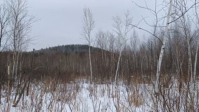 Поход выходного дня на Попов остров. Необычное место посреди болота с бывшей каменоломней.