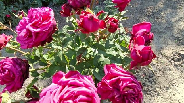 Обзор роз 12.09.2025 смотреть онлайн