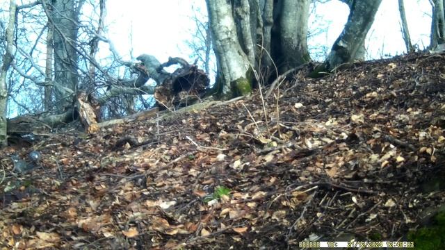 Голуби в декабре. смотреть онлайн