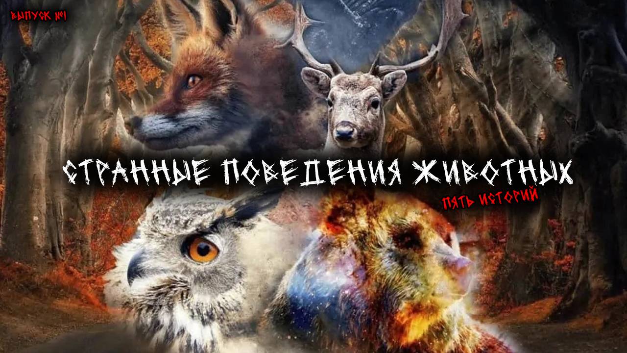 Странные поведения животных (5в1) Выпуск №1