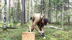 ЗА БЕЛЫМИ ГРИБАМИ В ТАЙГУ. ГРИБОВ СТОЛЬКО, СТУПИТЬ НЕ КУДА. СБОР БОРОВИКОВ В КОРЗИНУ.