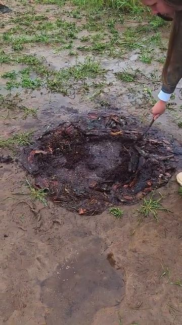 Голубика тонула прямо на глазах! Что мы сделали…#голубика #урожай #грядки #садоводство #огород