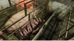 Добрый опорос бывалой свиноматки спустя 5 месяцев