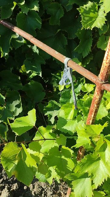 Сбор винограда смотреть онлайн