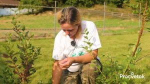 ГОЛУБИКА ЗАВАЛИТ КРУПНЫМИ И СЛАДКИМИ ЯГОДАМИ, если посадить ее таким способом!