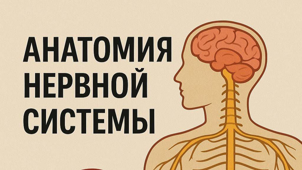 Анатомия Нервной системы смотреть онлайн