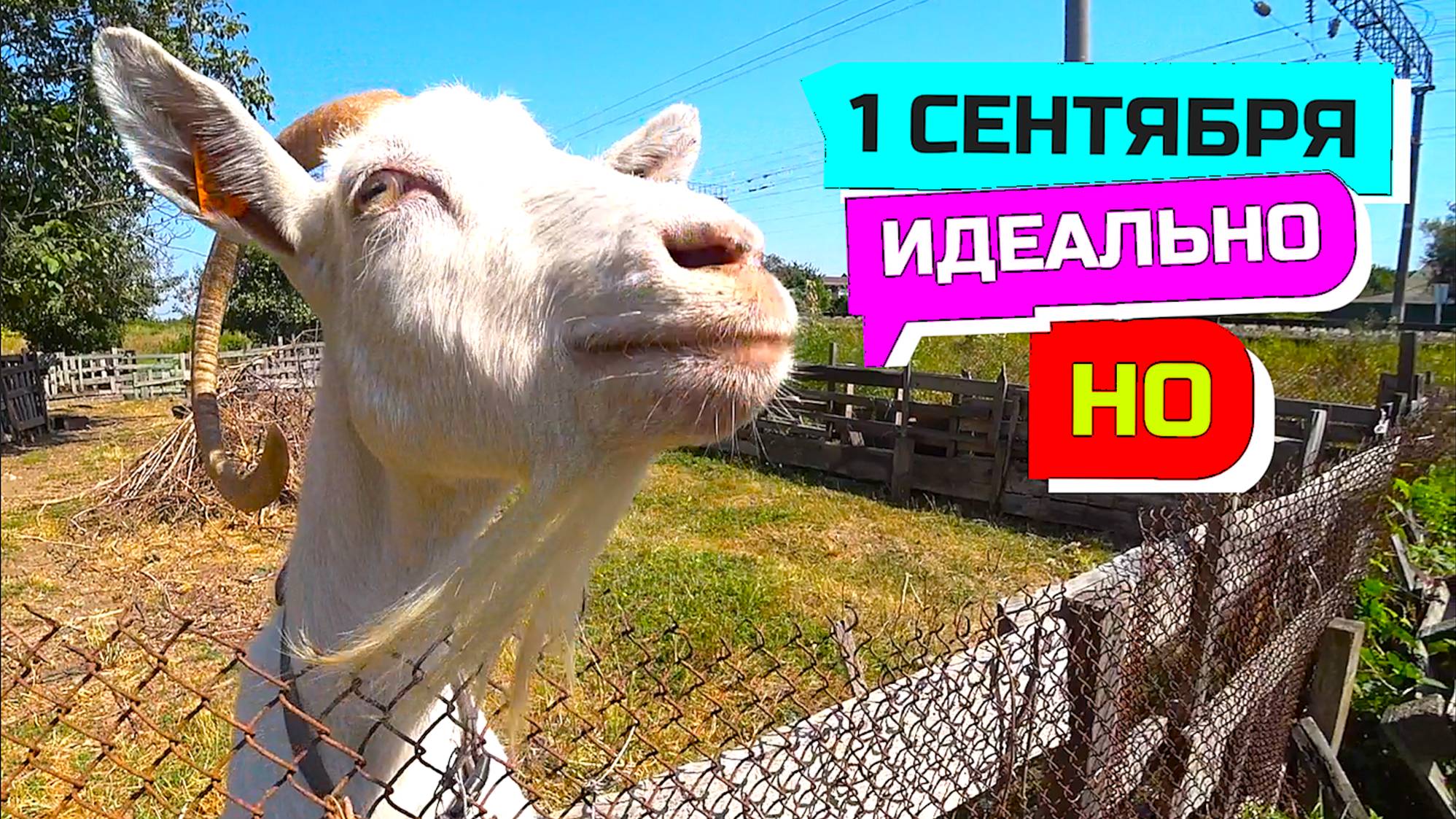 967 серия ВЛОГ 1 СЕНТЯБРЯ ПРОШЕЛ БЫ ИДЕАЛЬНО, ЕСЛИ Б НЕ ОДНО НО /Грабли LIVE смотреть онлайн