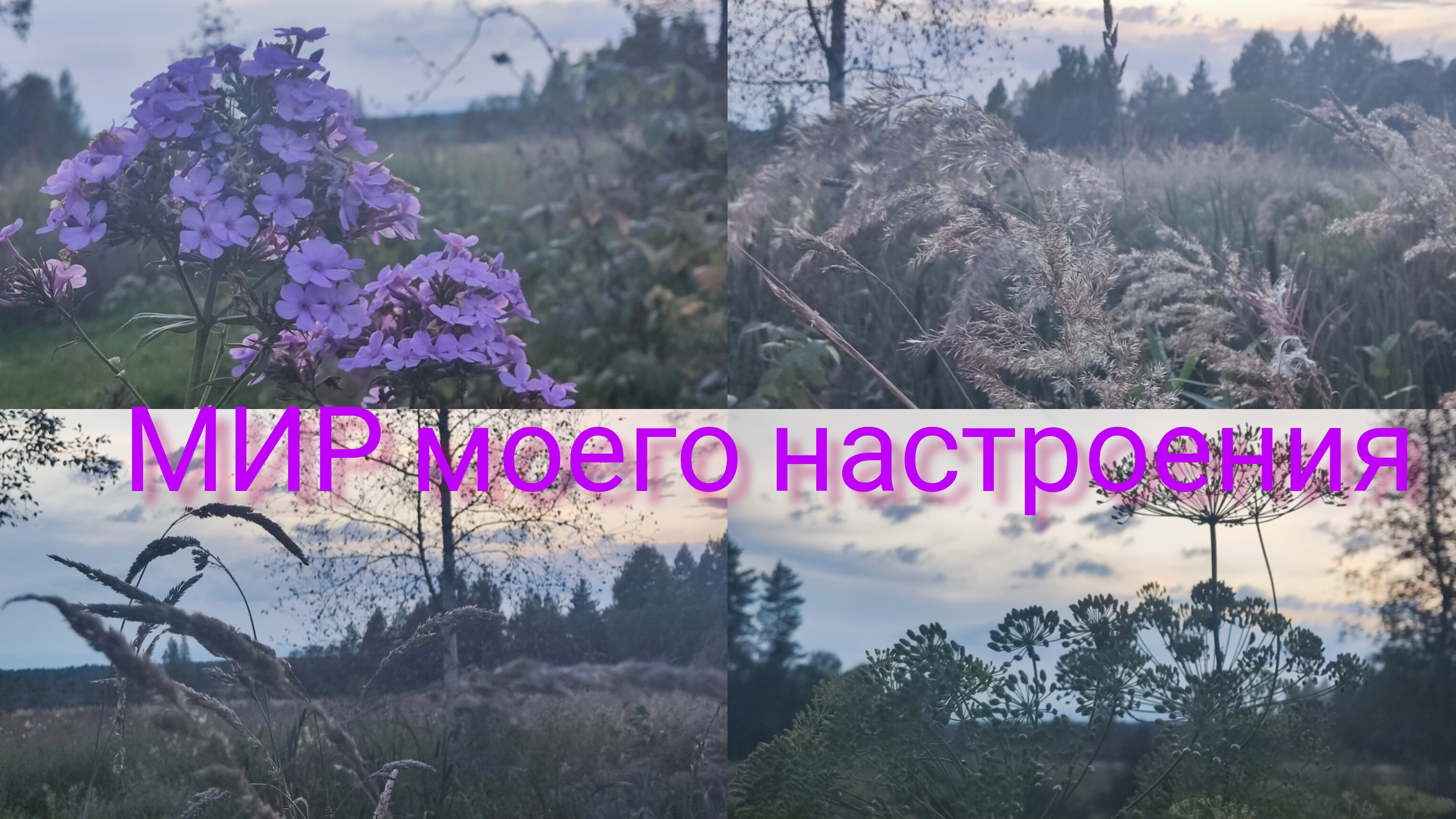 12.09.25 Дача Выборг.Урожай баклажан.Вечер пятница,краски осени. смотреть онлайн