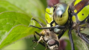 95% успешных атак: как стрекоза стала супер-хищником!