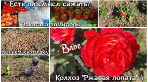 #138 Поездка на оптовый рынок/Смысл сажать?/Закатала помидоры/Колхоз «Ржавая лопата»/Копаем картошку