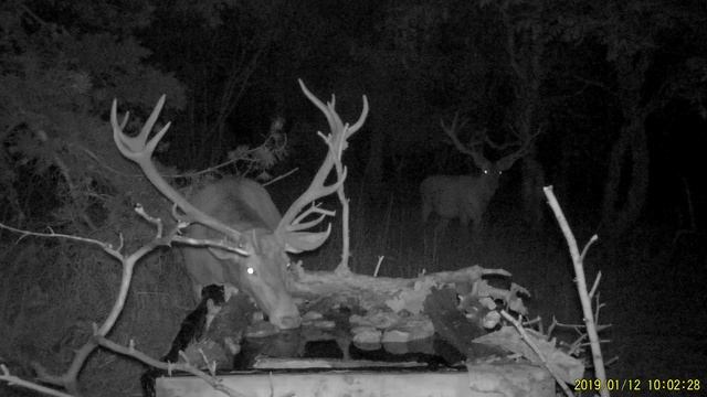 Олень на водопое. смотреть онлайн