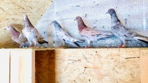 Мои мраморные бакинские голуби. Вечернее кормление / My marble Baku pigeons. evening feeding