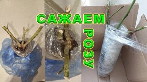 Как правильно сажать розы. Как посадить розу весной. Розы из коробки, сажайте только так.