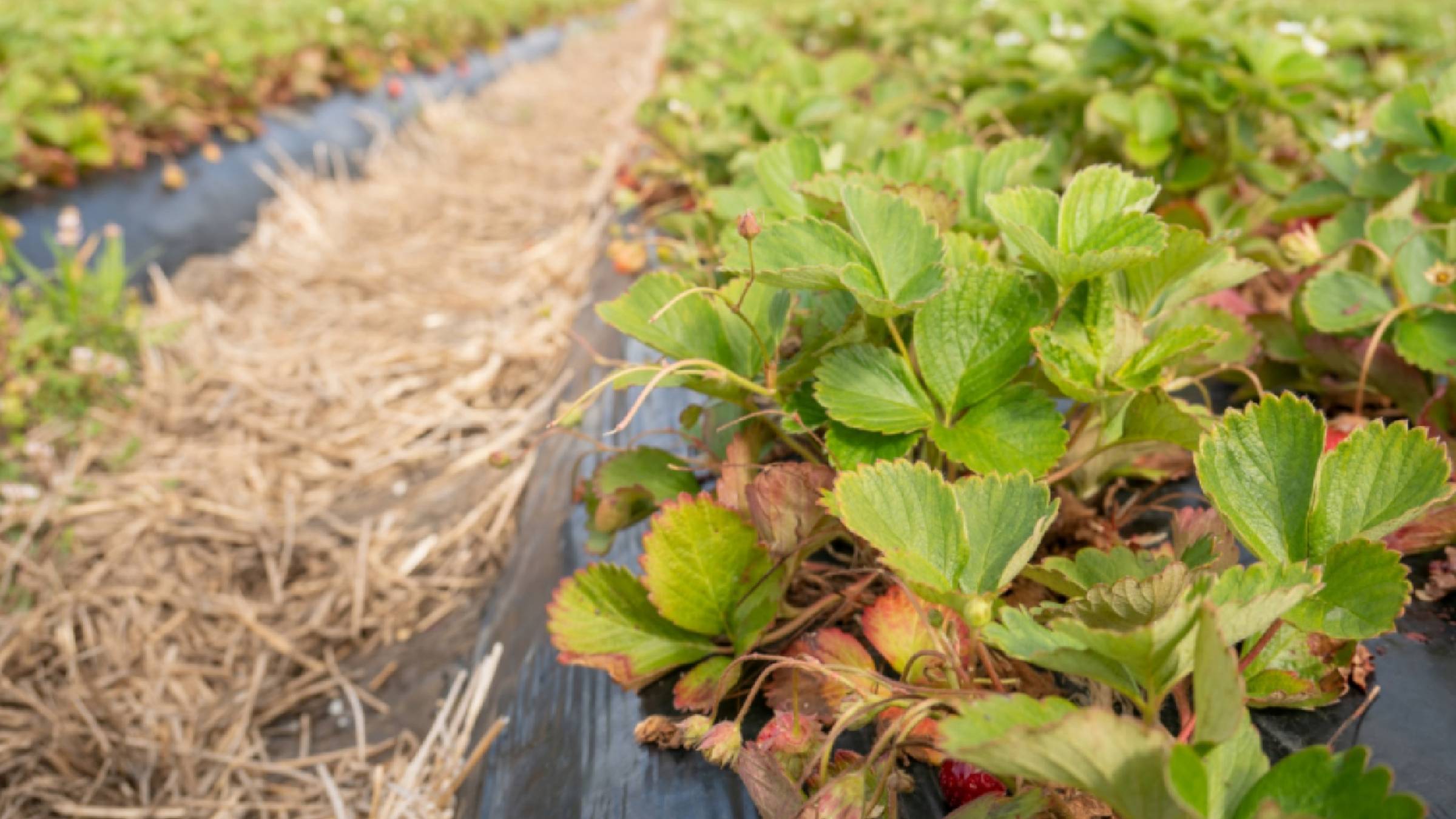 Обязательная Сентябрьская подкормка клубники. Защита от болезней и вредителей🍂 смотреть онлайн