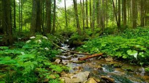 Шум леса у ручья пение птиц | Звуки природы | ASMR Forest Birds River