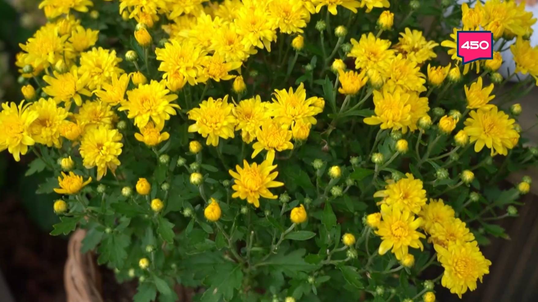 Составляем грунт для посадки хризантем. Дачные сезоны