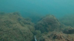 Кефаль в запрете / Луфарь / Зубарик / Подводная охота в Крыму