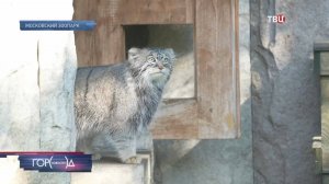 Манул Тимофей из Московского зоопарка начал зажировку / Город новостей на ТВЦ