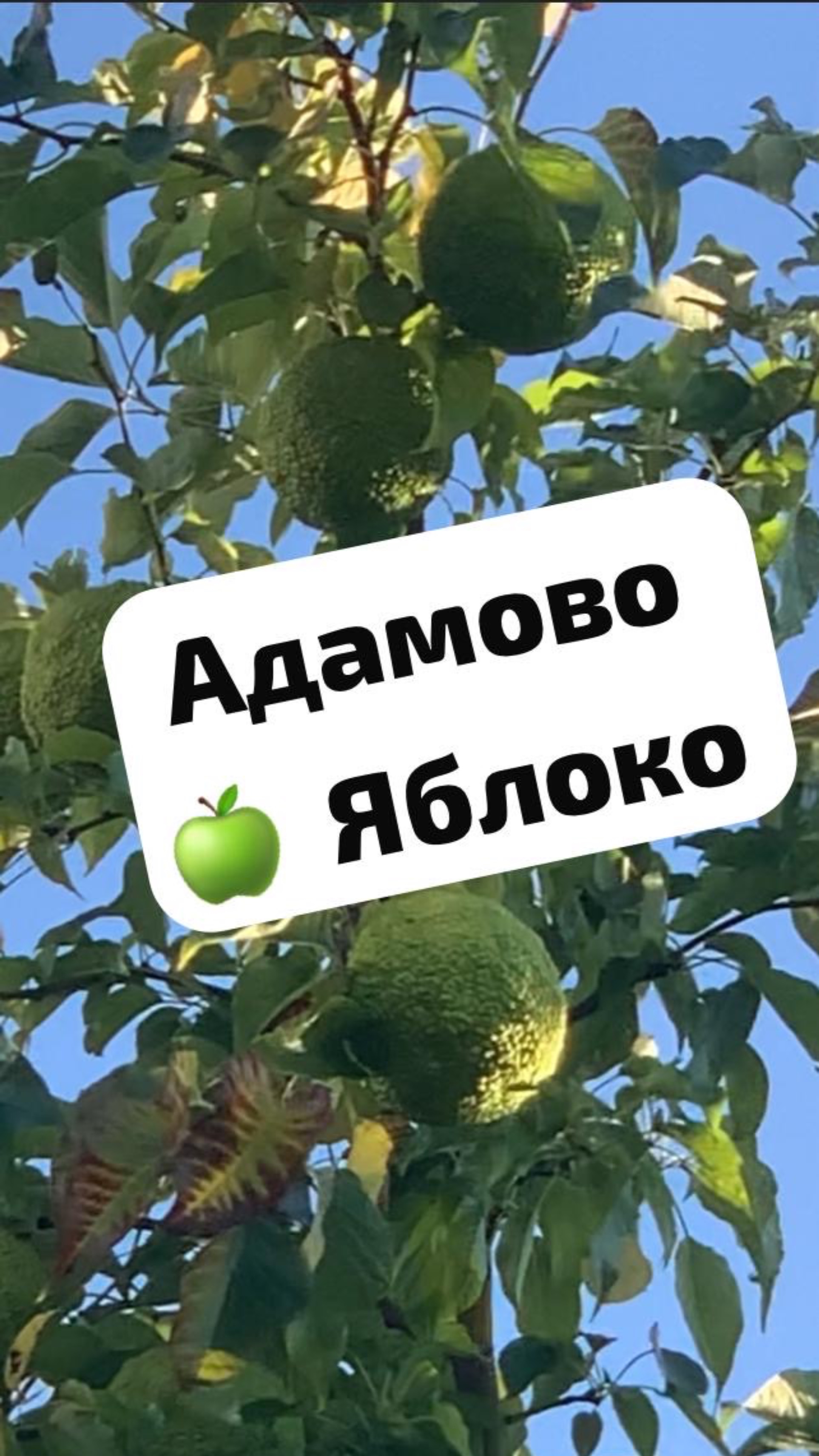 Маклюра (Адамово яблоко) —  это целый мир! 🍏