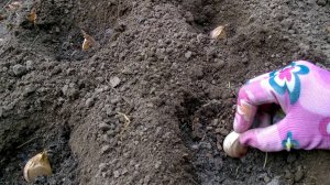 Что не любит озимый чеснок? 6 противопоказаний при посадке и выращивании озимого чеснока