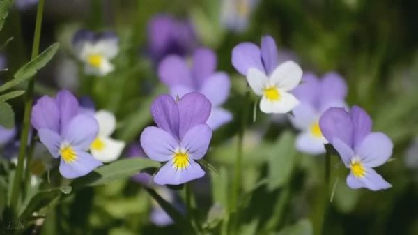 Ф. Шопен Ноктюрн Op 9 No 2 - F. Chopin Nocturne Op 9 No 2