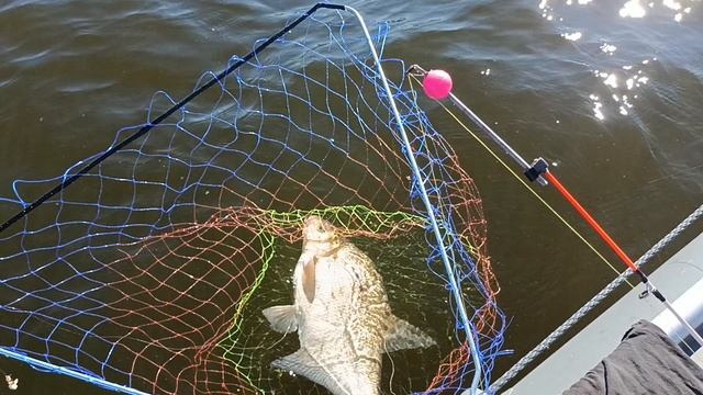 Лещ на банки.