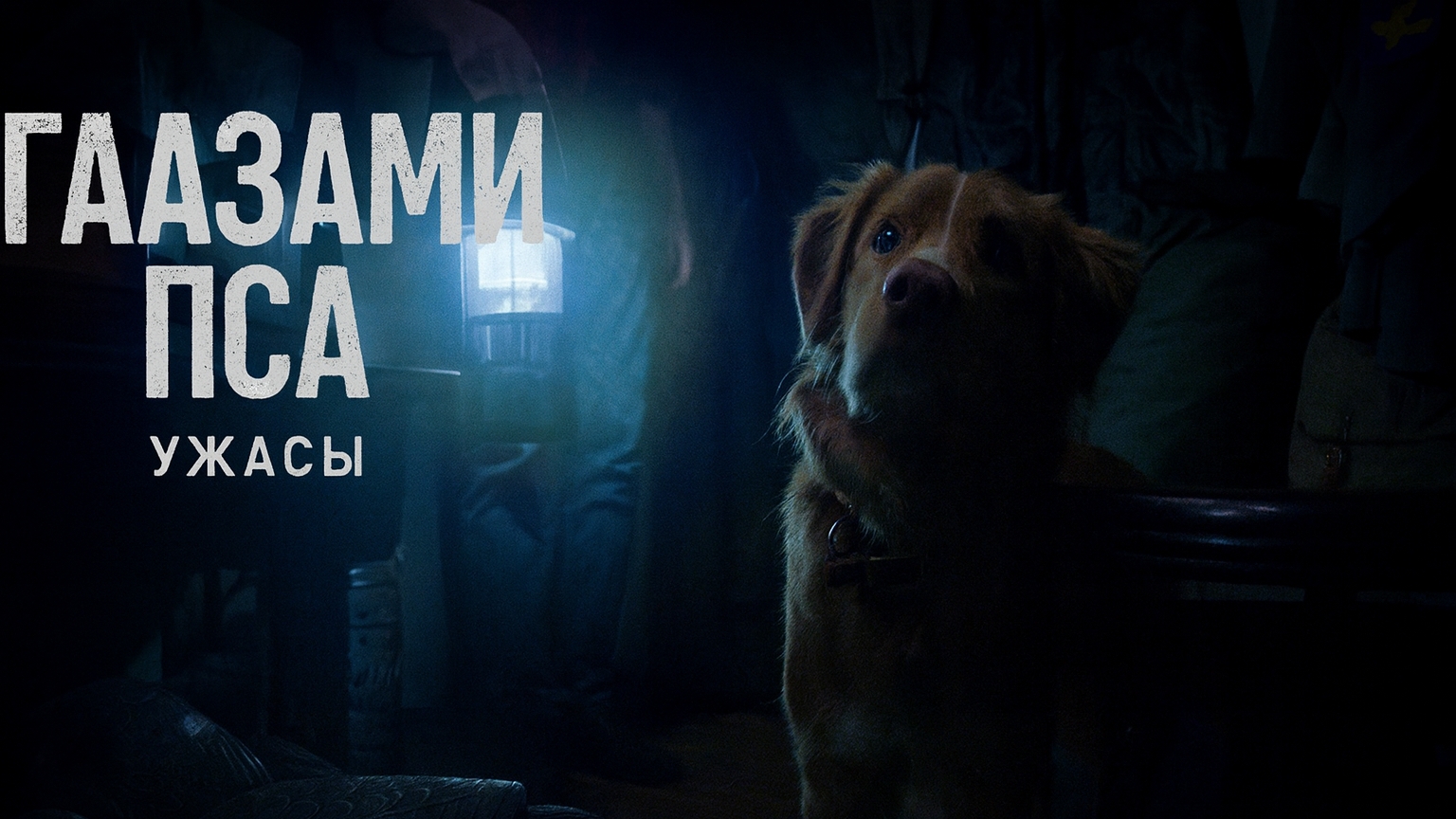 Глазами пса смотреть онлайн