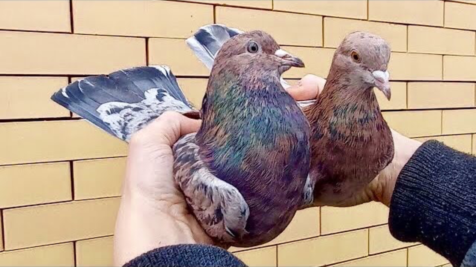 Мои Бакинские голуби: Спаровал Голубей! Старт племенному сезону 2021г. смотреть онлайн