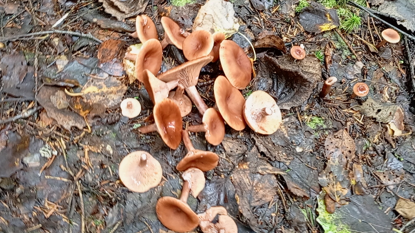 Горькушки смотреть онлайн