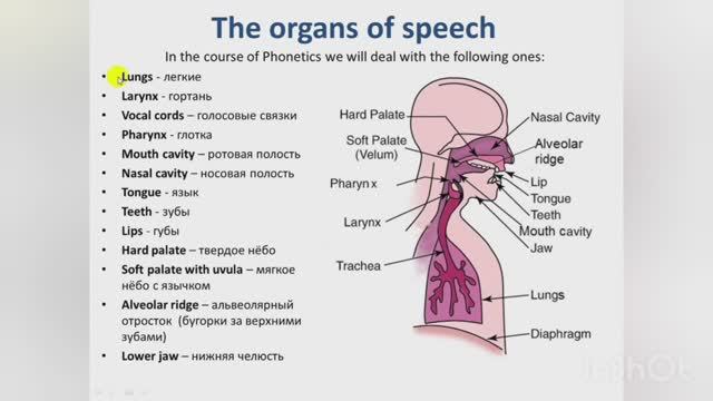 Organs of speech and their work смотреть онлайн