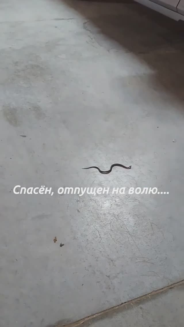 Уж на парковке