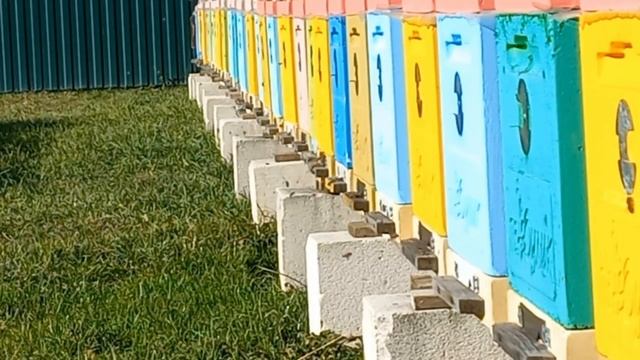 Клещ Тропилелапсоз!!!