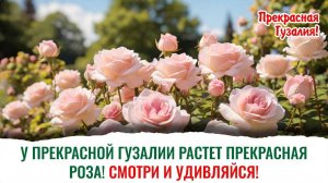 О чудесной плетистой розе мечтает каждый. Это просто чудо!