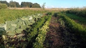 Огород возле дома Владимира Пащенко  08 08 2025