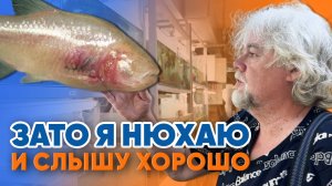 Аквариумные истории из ЭКЗОМЕНЮ (12.09.2025). Зато я нюхаю и слышу хорошо.