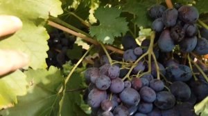 Лихач Калугина В.М.