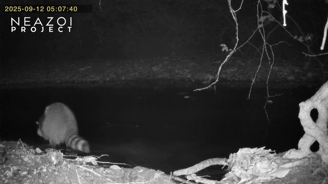 Лучший енот - Жирный енот! смотреть онлайн