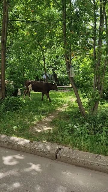 Вот они !-Да вас всё больше и больше ...
