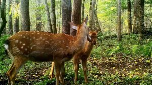 Сердце уссурийской тайги