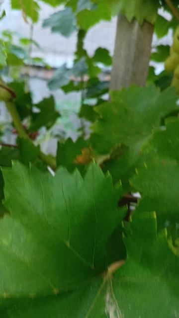 АRRA 30 киш миш +79900284169, +79900274170