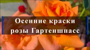 Осенние краски розы Гартеншпасс