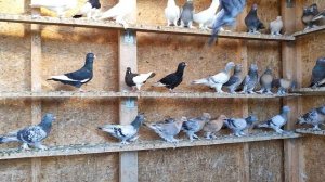 11.09.2025г Обзор и подъем Голубей в Небо.